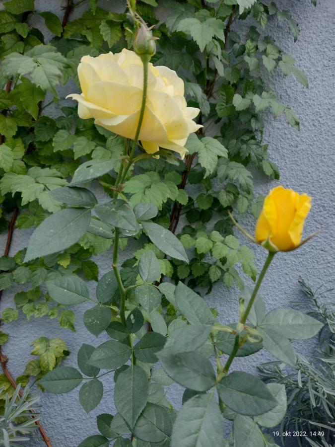 Apartmani Domo Sd Smederevo Zewnętrze zdjęcie